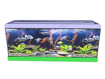 什么木放在魚缸里最好養：哪些木材適宜作為魚缸的裝飾