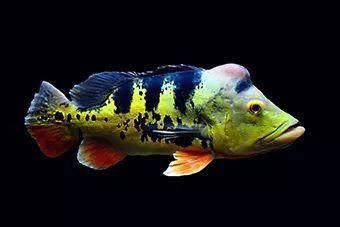 藍(lán)帆眼斑三間魚多少元