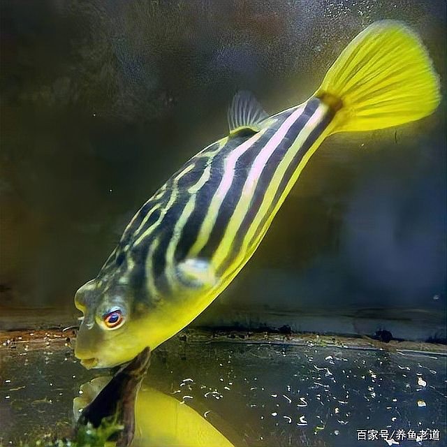 黃鰭鯧龍魚混養