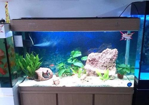 魚缸水泵沒有氣泡怎么回事：魚缸水泵不出氣泡可能是由以下幾個原因導致的，飼養員需要注意