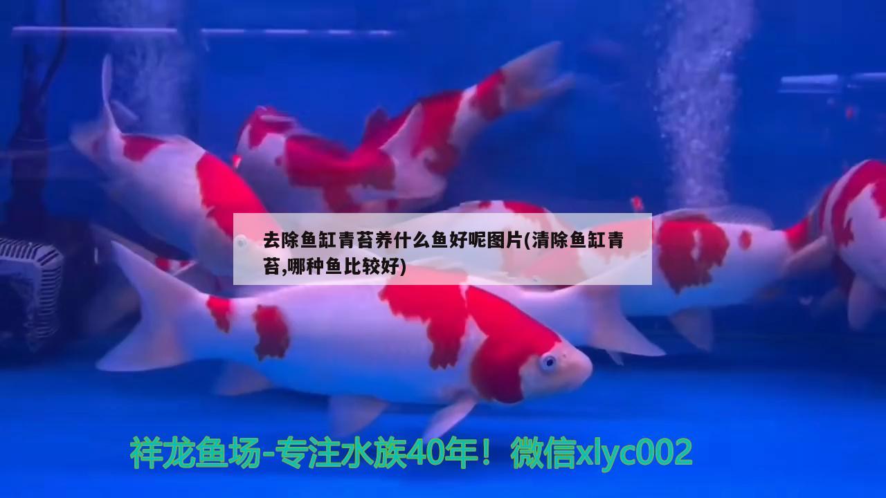 大姚惠光花鳥店 大姚惠光花鳥店 全國水族館企業名錄 第2張