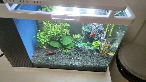 魚(yú)缸生態(tài)揭秘魚(yú)缸生態(tài)揭秘魚(yú)缸白絮狀物處理方法：如何處理魚(yú)缸白絮狀物