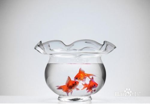 金龍魚身上長白點是什么原因:金龍魚身上長白點可能是由多種原因引起的 龍魚百科 第2張 金龍魚身上長白點是什么原因:金龍魚身上長白點可能是由多種原因引起的 金龍魚身上長白點是什么原因:金龍魚身上長白點可能是由多種原因引起的 龍魚百科 第2張