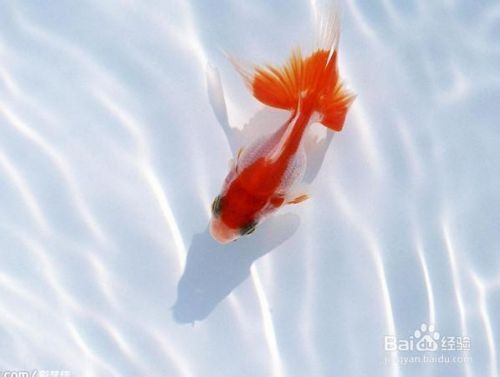 金龍魚身上長白點是什么原因：金龍魚身上長白點可能是由多種原因引起的 金龍魚身上長白點是什么原因：金龍魚身上長白點可能是由多種原因引起的 龍魚百科 第3張