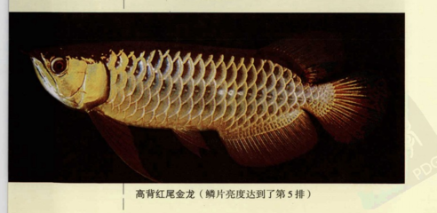 龍口市東萊晶藍水族店（龍口市東萊晶藍水族店電話）