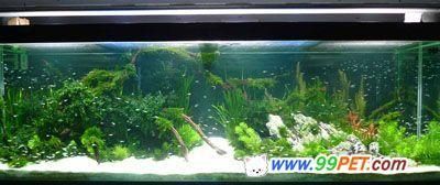世界頂級魚缸造景視頻：世界頂級魚缸造景視頻詳情世界頂級魚缸造景視頻詳情