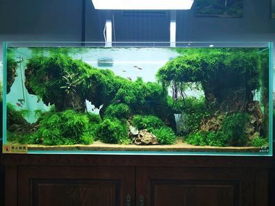 世界頂級魚缸造景視頻：世界頂級魚缸造景視頻詳情世界頂級魚缸造景視頻詳情