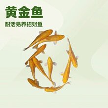紅眼金龍魚價(jià)格多少