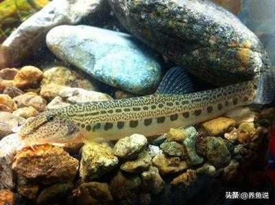觀賞生態魚缸推薦（生態魚缸與其他觀賞魚缸的區別） 觀賞生態魚缸推薦（生態魚缸與其他觀賞魚缸的區別） 魚缸百科 第3張