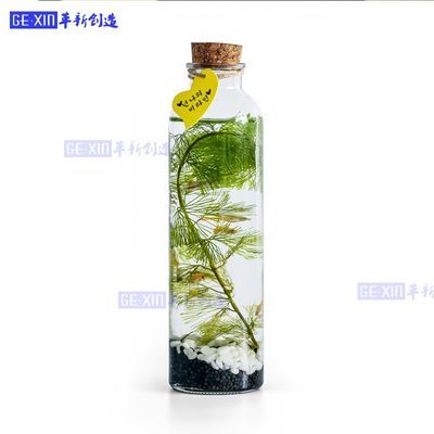 觀賞生態魚缸推薦（生態魚缸與其他觀賞魚缸的區別） 觀賞生態魚缸推薦（生態魚缸與其他觀賞魚缸的區別） 魚缸百科 第1張