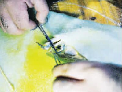 龍魚(yú)被打傷怎么治療好呢：龍魚(yú)受傷怎么辦