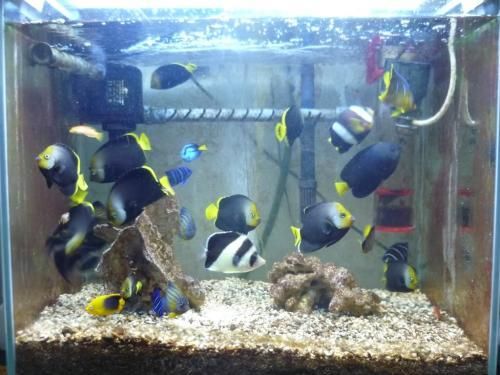 黑晶玻璃魚缸的制作工藝：黑晶玻璃魚缸制作工藝精美、安全性高但價格相對較高