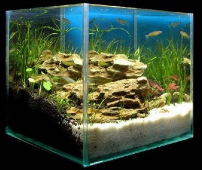 魚缸的水渾濁是什么原因？（魚缸的水渾濁是什么原因）