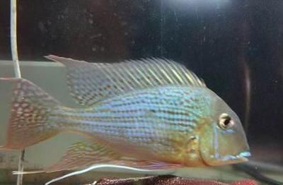 觀賞魚(yú)缸水渾濁的原因是由以下幾個(gè)原因造成的：養(yǎng)魚(yú)老道的飼養(yǎng)秘籍