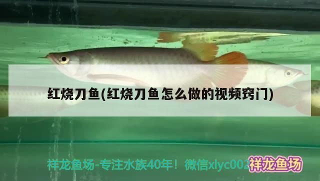 龍魚魚缸哪個(gè)品牌好：優(yōu)質(zhì)龍魚魚缸品牌