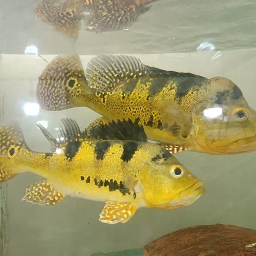 銀龍魚(yú)和什么魚(yú)混養(yǎng)好看又好養(yǎng)呢