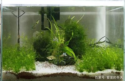 一個一米的魚缸多少錢（一米長的魚缸多少錢一個）