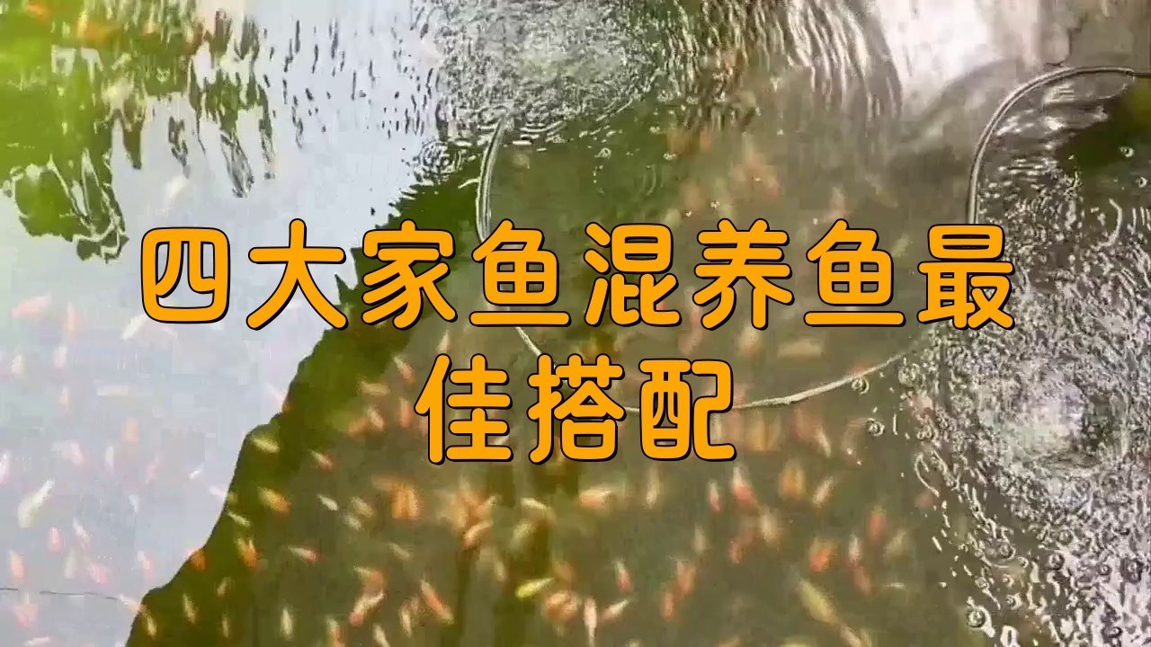 和龍魚一樣的上層魚