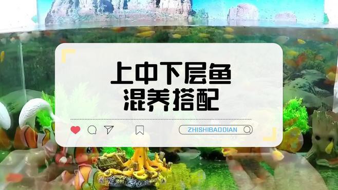 和龍魚一樣的上層魚