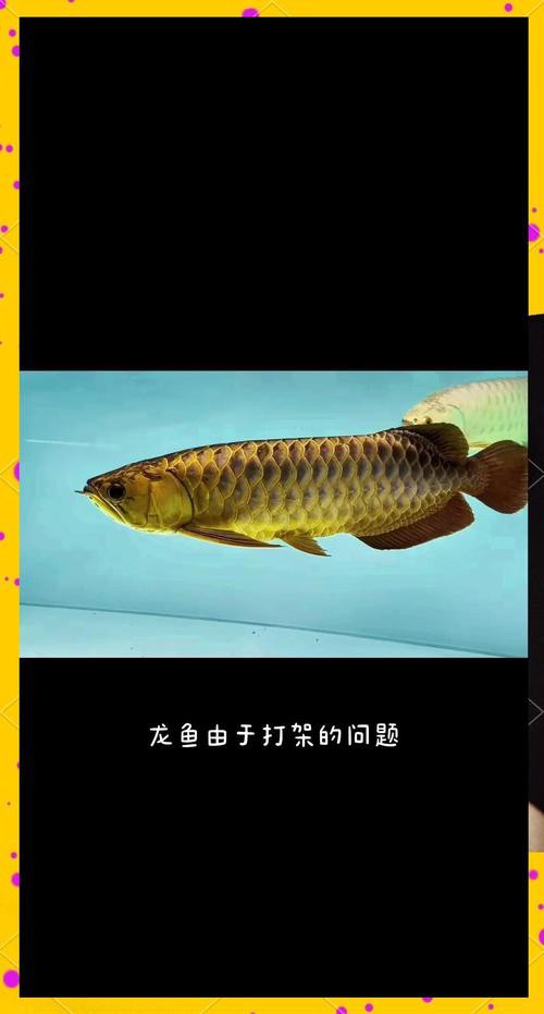 和龍魚一樣的上層魚