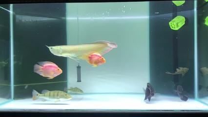 飛鳳魚的飼養方法：飛鳳魚喜歡什么樣的水？