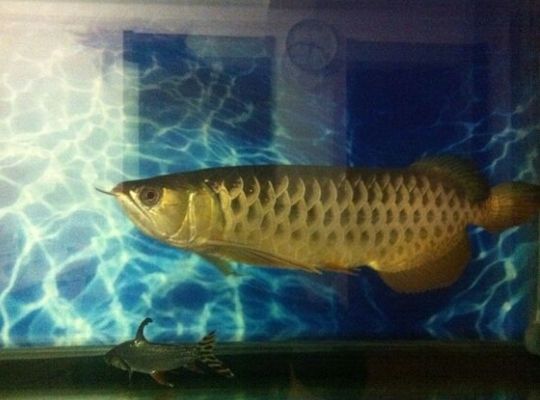 龍魚缸一般多久換一次水比較好呢（龍魚缸換水的頻率不是一成不變的，取決于多個因素，）