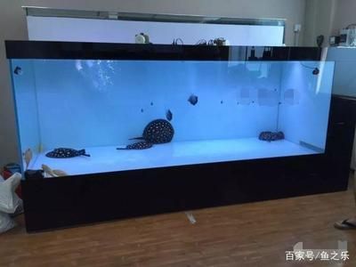 一米魚缸養魚成本多少：一米魚缸養魚成本分析