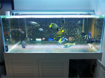 一米魚缸養魚成本多少：一米魚缸養魚成本分析