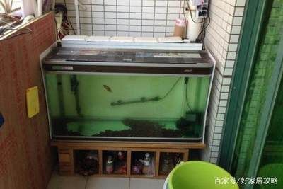 一米魚缸養魚成本多少：一米魚缸養魚成本分析