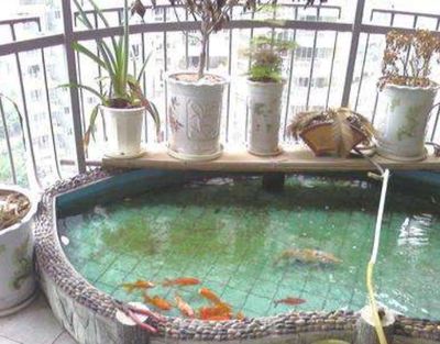 一米魚缸養魚成本多少：一米魚缸養魚成本分析
