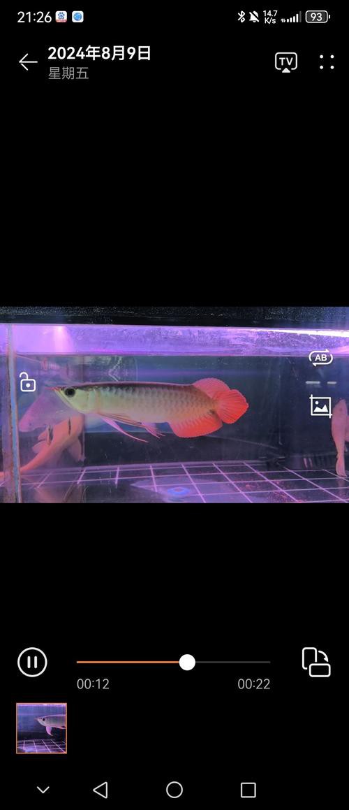 西安龍魚市場怎么樣