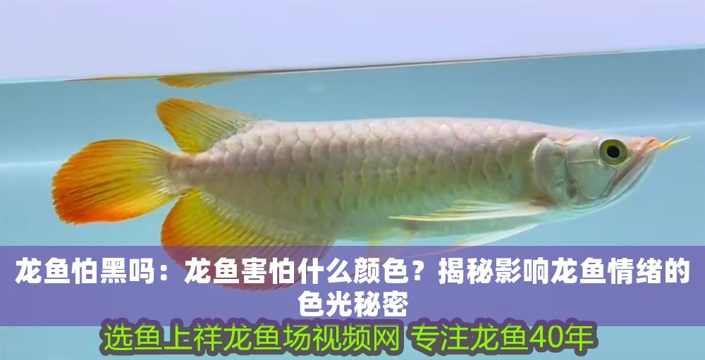 龍魚怕黑嗎：龍魚害怕什么顏色？揭秘影響龍魚情緒的色光秘密