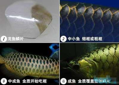 金龍魚鱗片充血怎么治療：金龍魚鱗片充血怎么辦