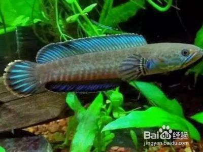最普通的雷龍魚怎么養：養殖雷龍魚需要注意以下幾個方面