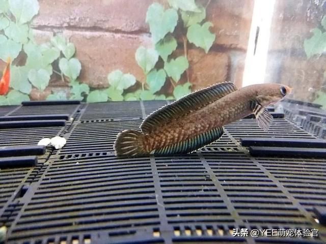 最普通的雷龍魚怎么養：養殖雷龍魚需要注意以下幾個方面