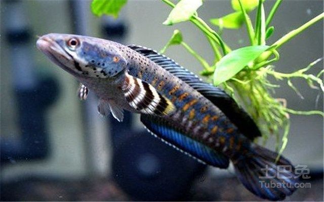 最普通的雷龍魚怎么養：養殖雷龍魚需要注意以下幾個方面