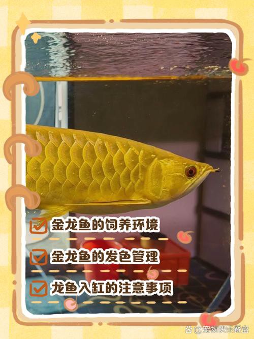 養(yǎng)金龍魚的水質(zhì)要求