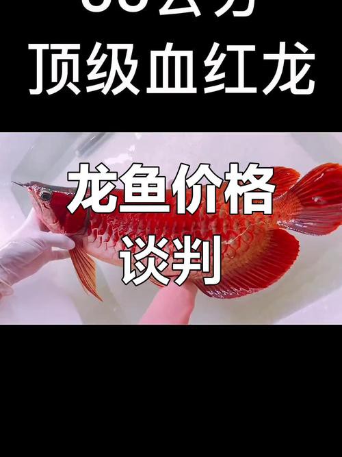 南寧龍魚價格表圖片最新