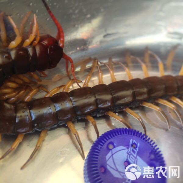 南寧龍魚價格表圖片最新