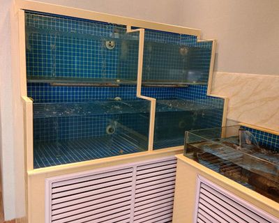 定制的魚缸需要晾多久