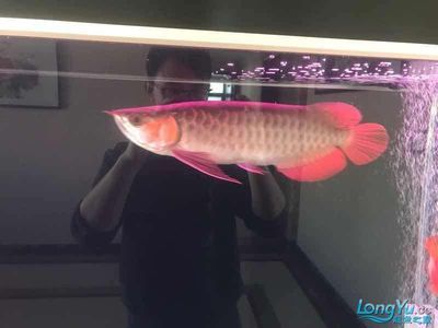 養龍魚ph值高怎么辦：養龍魚ph值過高怎么辦 養龍魚ph值高怎么辦：養龍魚ph值過高怎么辦 龍魚百科 第3張