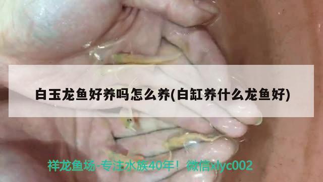 金牛區華彬觀賞魚經營部（金牛區華彬觀賞魚經營部地址）