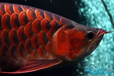桓臺縣起鳳鎮愛尚魚水族館（桓臺縣起鳳鎮愛尚魚水族館電話）