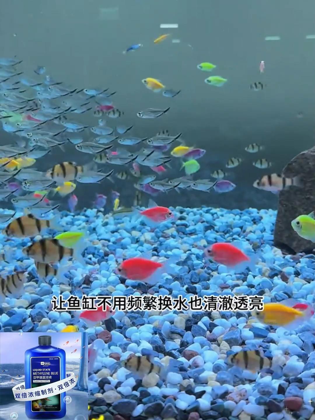 有哪些藥物可以預防龍魚爛尾？