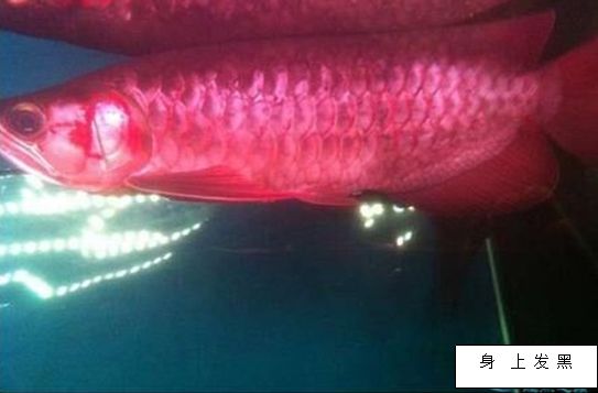 龍魚病癥與治療方法視頻教程圖片：關于龍魚的治療