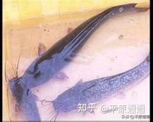 東莞龍魚市場地址查詢電話