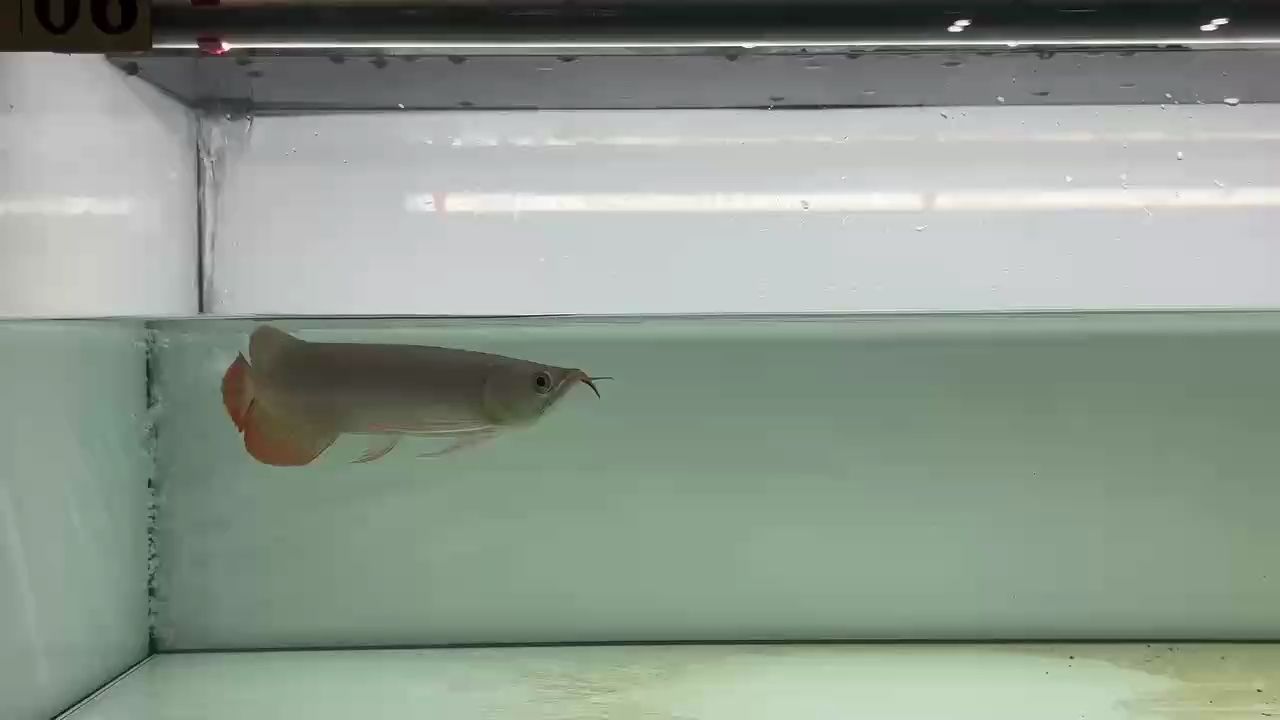 紅龍魚需要每天喂食嗎：紅龍魚需要每天喂食嗎，