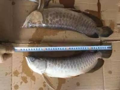 龍魚尺寸是按嘴到尾巴嗎：龍魚尺寸測(cè)量是從胡須前端到尾巴后端的長(zhǎng)度來(lái)進(jìn)行的