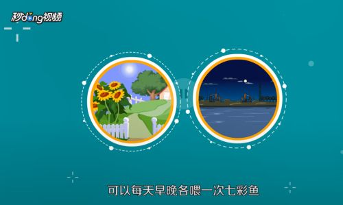 七彩龍魚怎么養？：七彩龍魚的飼養方法及要點
