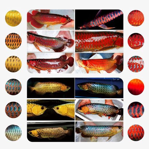 藍底紅龍魚和綠底紅龍魚